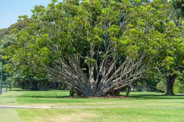 Royal Botanic Gardens in Sydney, Australia