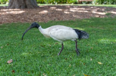 Australian white ibis. Threskiornis molucca clipart
