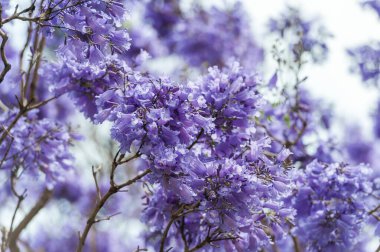 Blooming Blue Jacaranda Tree in Sydney Royal Botanic Gardens