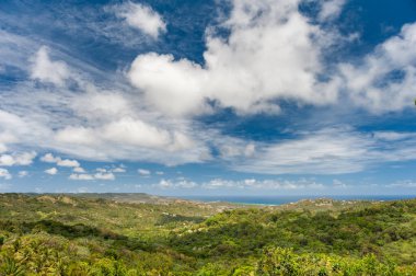 Landscape in Barbados with Caribbean Sea, Palm Tree and Blue Sky