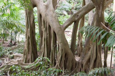 Tree in Welchman Hall Gully, Barbados