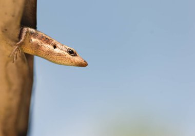 Head and half body of Lazard in Seychelles. Mahe island. Wild Nature