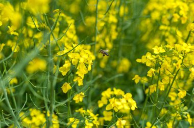 Rapeseed Field and Flying Bee in Background. Beautiful Blooming Scene. Yellow Color