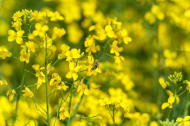 Rapeseed Field and Flying Bee in Background. Beautiful Blooming Scene. Yellow Color