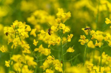 Blooming Rapeseed Field And Flying Bee in Background. Collecting Honey. Macro.