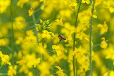 Blooming Rapeseed Field And Flying Bee in Background. Collecting Honey. Macro.