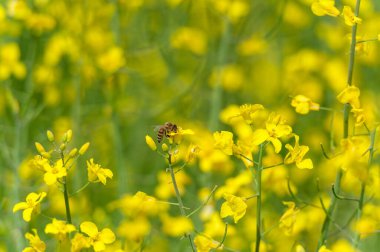Rapeseed Field and Flying Bee in Background. Beautiful Blooming Scene. Yellow Color
