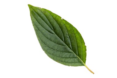 Green Leaf with Texture isolated on White Background.