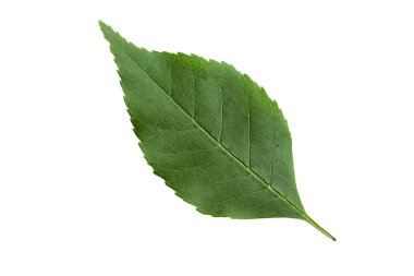 Green Leaf with Texture isolated on White Background.