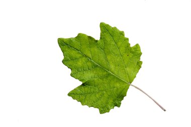Green Color Leaf with Texture isolated on White Background.