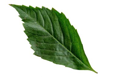 Green Color Leaf with Texture isolated on White Background.