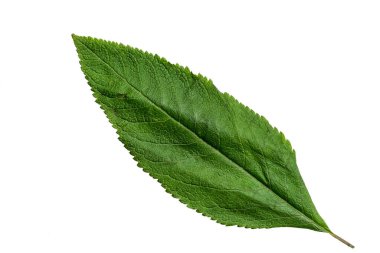 Green Color Leaf with Texture isolated on White Background.