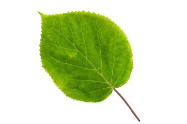 Green Color Leaf with Texture isolated on White Background.