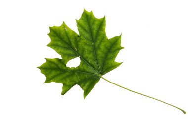 Green Color Maple Leaf with Texture isolated on White Background.