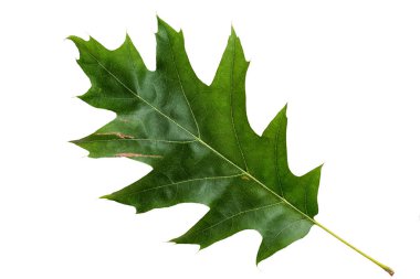 Green Color Oak Leaf with Texture isolated on White Background.