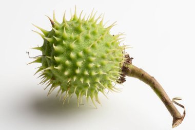 Beyaz arka plan üzerinde çiğ kestane.