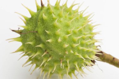 Beyaz arka plan üzerinde çiğ kestane.