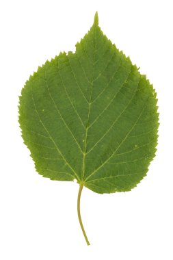 Beyaz arkaplanda yeşil yaprak izole edildi