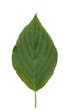 Beyaz arkaplanda yeşil yaprak izole edildi