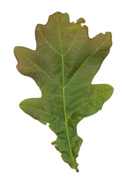 el sabor de los mariscos