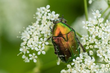 Green Rose Chafer, Cetonia Aurata, feeding Bishop's weed, Macro. Shallow DOF.