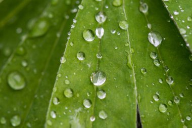 Lupine Leaves and Rain Water on it. Macro, Shallow DOF.
