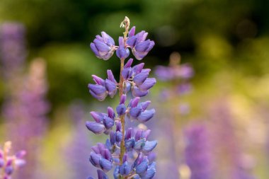 Macro Lupene Flower And Blurry Background. Bright Colors. Shallow DOF
