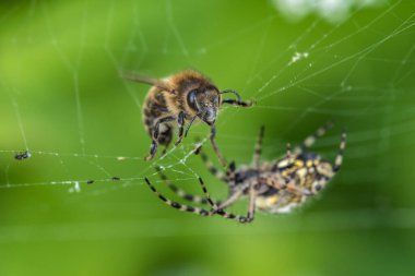 Bee and Spider Web. Macro, Shallow Depth of Field.