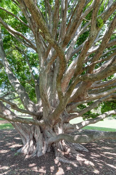 Old Tree Royal Botanic Gardens Sydney Australia — Zdjęcie stockowe
