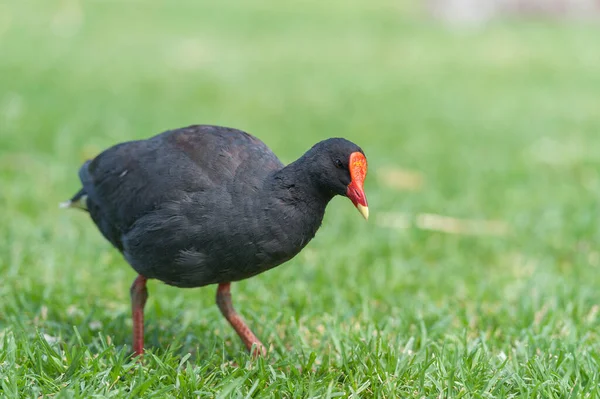Küçük Kara Karabatak Avustralya Kuş — Stok fotoğraf