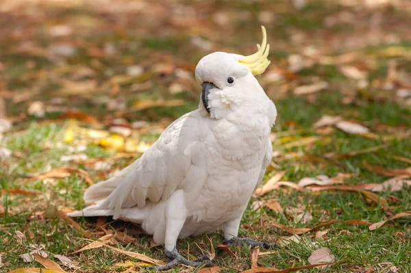 Sulphur Crested Cockatoo Parrot Sydney Park Royal Botanic Garden — 图库照片