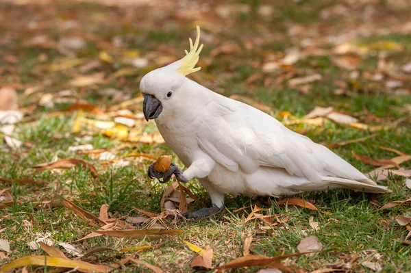 Sulphur Crested Cockatoo Parrot Sydney Park Royal Botanic Garden — Stock Photo, Image