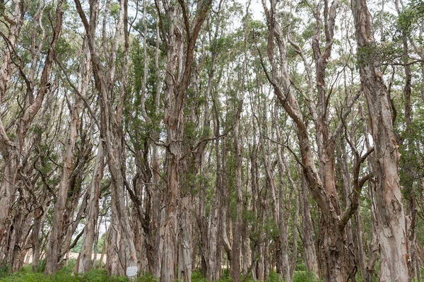 Centennial Park Sydney Australia Old Tree — Zdjęcie stockowe