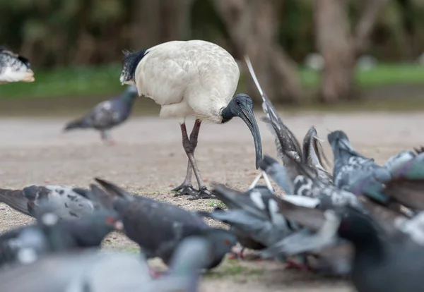 Feeding Dove in Sydney park with rice. Australia. White Ibis Birds in Background. Threskiornis Molucca Bird