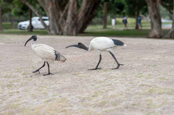 Кормить Голубя Сиднейском Парке Рисом Австралии White Ibis Birds Background — стоковое фото