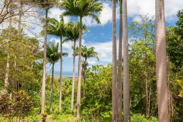 Jungle Palm Forest Barbados Blue Sky — Zdjęcie stockowe