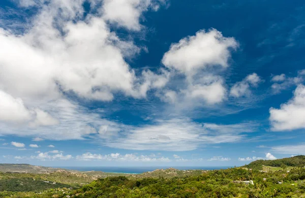 Landscape Barbados Caribbean Sea Palm Tree Blue Sky — Φωτογραφία Αρχείου