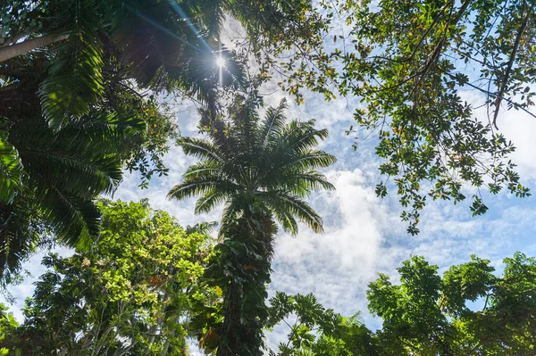 Dżungla Las Palmowy Barbadosie Błękitne Niebo — Zdjęcie stockowe
