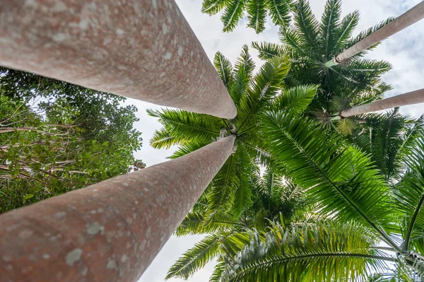 Palm Tree Andromeda Gardens Barbados — Zdjęcie stockowe