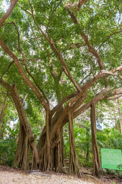 Tree Welchman Hall Gully Barbados — Stockfoto
