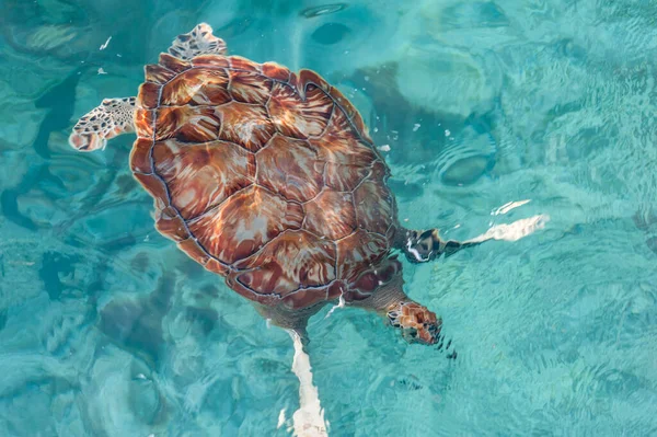 Swimming Turtles Water Miami Beach Barbados — ストック写真