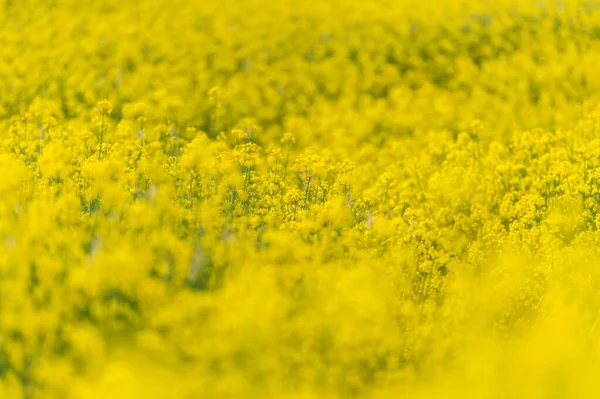 Colors Spring Vibrant Landscape Flowering Rapeseed Fields — Stockfoto