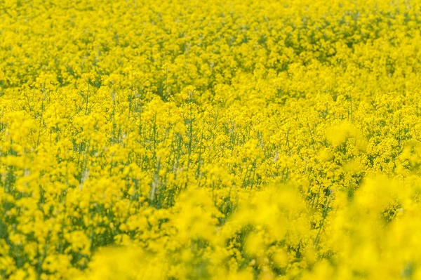 Flower Power A Stunning Shot of the Vibrant Rapeseed Flowers in a Spring Landscape