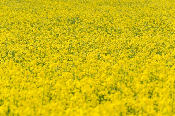 Agricultural Abundance Aerial View Canola Fields Full Bloom — Foto de Stock