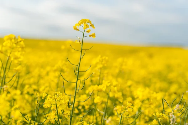 Nature Oil Stunning Close Canola Flowers Field — Foto de Stock
