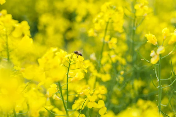 Yellow Rapeseed Field Landscape Rural Area Nature Flying Bee Background — Foto de Stock