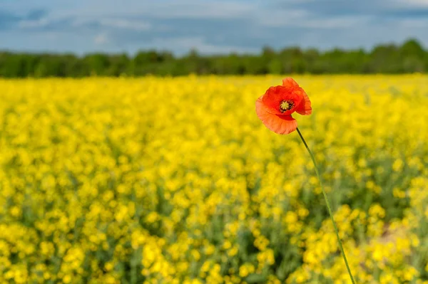 Yellow Rapeseed Field Landscape Rural Area Nature One Red Poppy — Foto de Stock