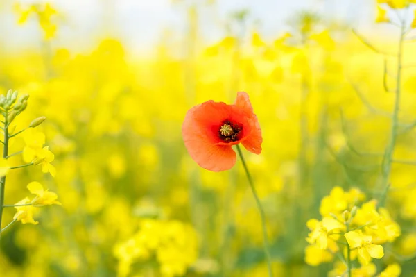 Yellow Rapeseed Field Landscape Rural Area Nature One Red Poppy — Stock Photo, Image