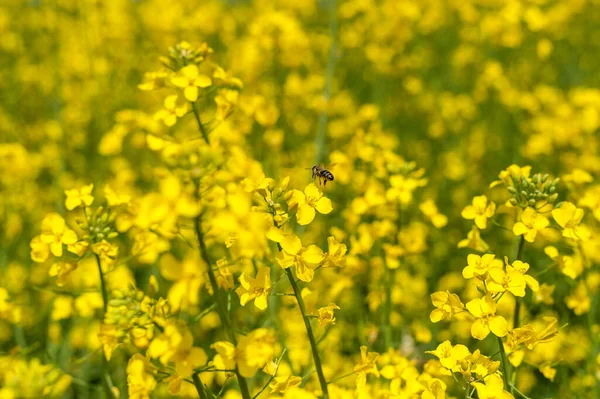 Rapeseed Field Flying Bee Background Beautiful Blooming Scene Yellow Color — Foto de Stock
