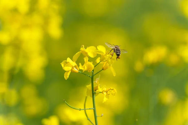Rapeseed Field Flying Bee Background Beautiful Blooming Scene Yellow Color — Stockfoto